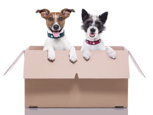 Two Mail Dogs