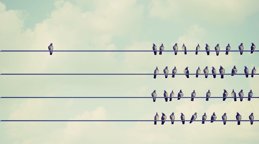 Individuality symbol and independent thinker concept and new leadership concept or individuality as a group of pigeon birds on a wire with one individual bird in the opposite direction as a business icon for new innovative thinking.
